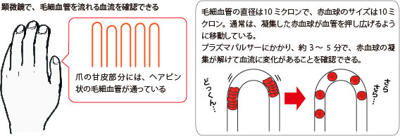 毛細血管内の赤血球の変化